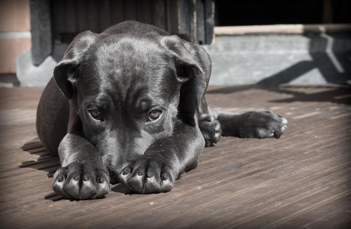 Home Remedies to make my dog's fur shine
