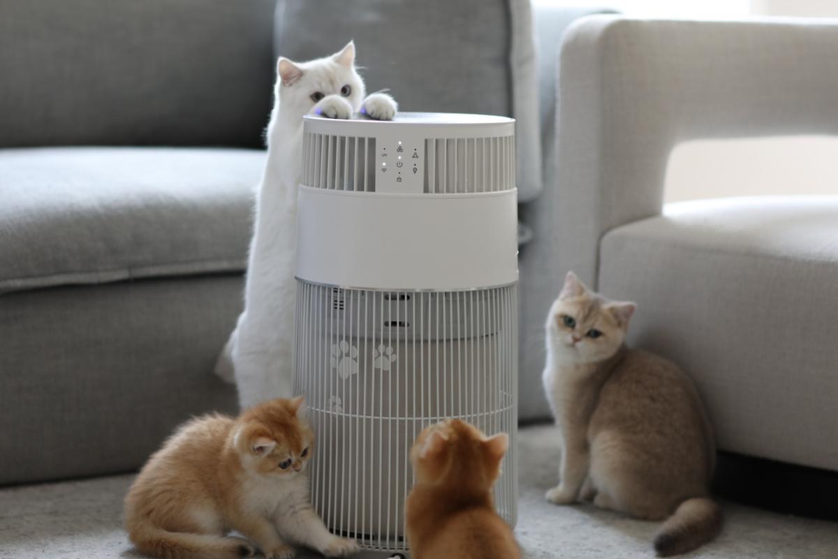 How to Eliminate Annoying Cat Hair With a Cat Air Purifier