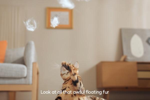 How to Eliminate Annoying Cat Hair With a Cat Air Purifier - Why do cats smell?