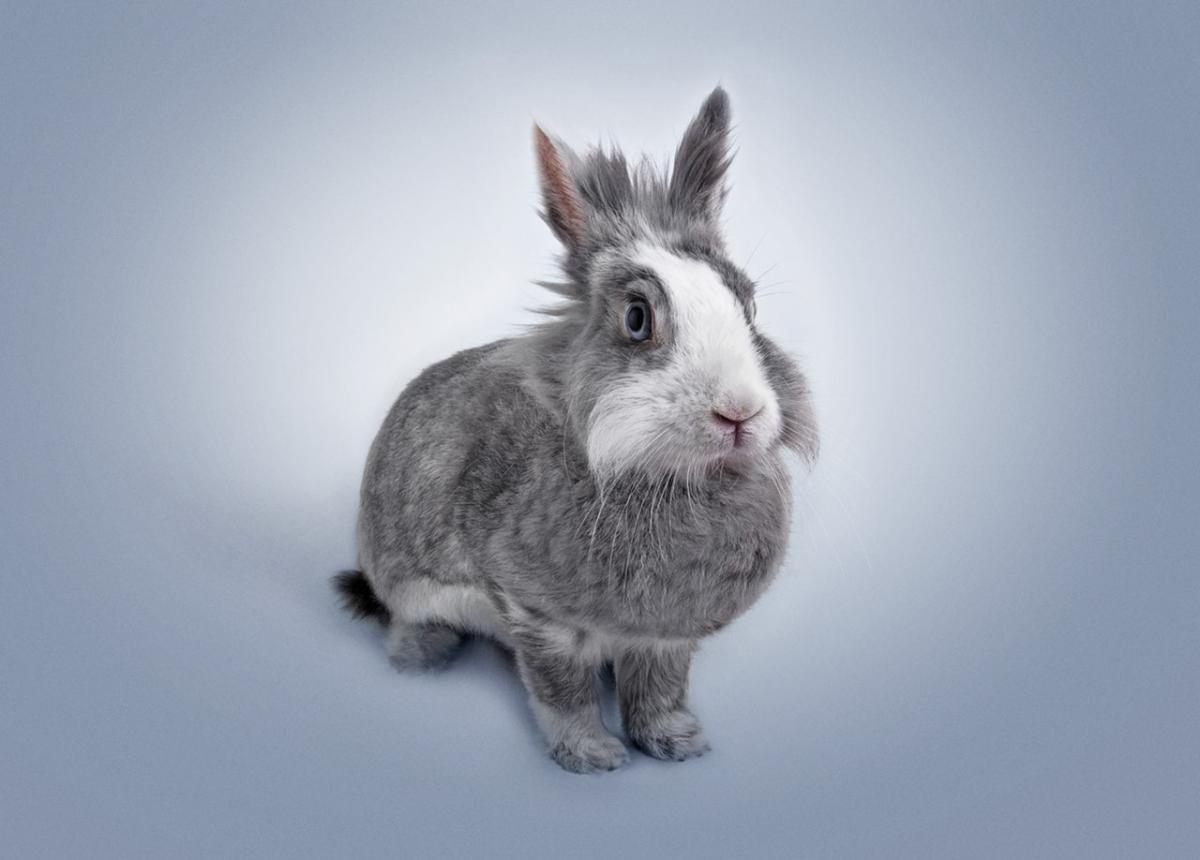 Why is My Rabbit Aggressive?