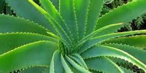 Can you cure vitiligo with aloe vera?