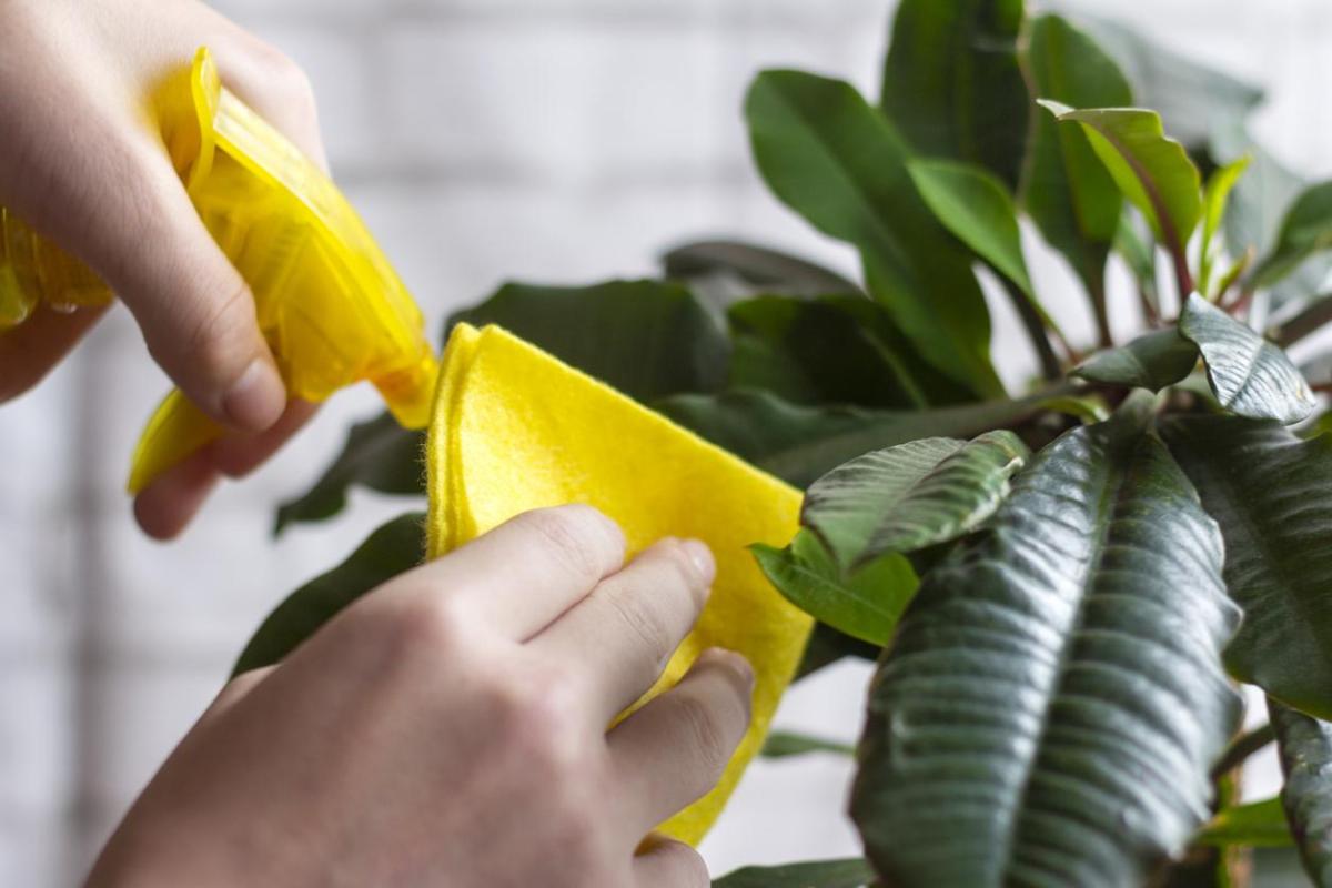How to Clean Houseplant Leaves