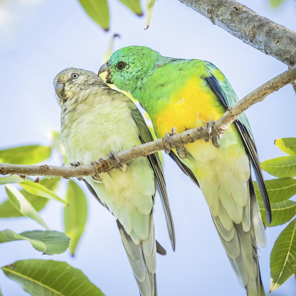 Do Female Parrots Have Periods?