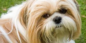 What are the Characteristics of a Shih Tzu Dog