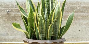 How to Take Care of a Snake Plant