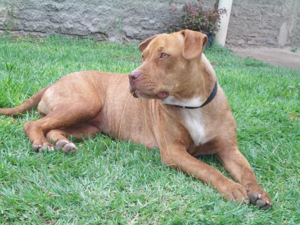 Blue nose pitbull shops weight