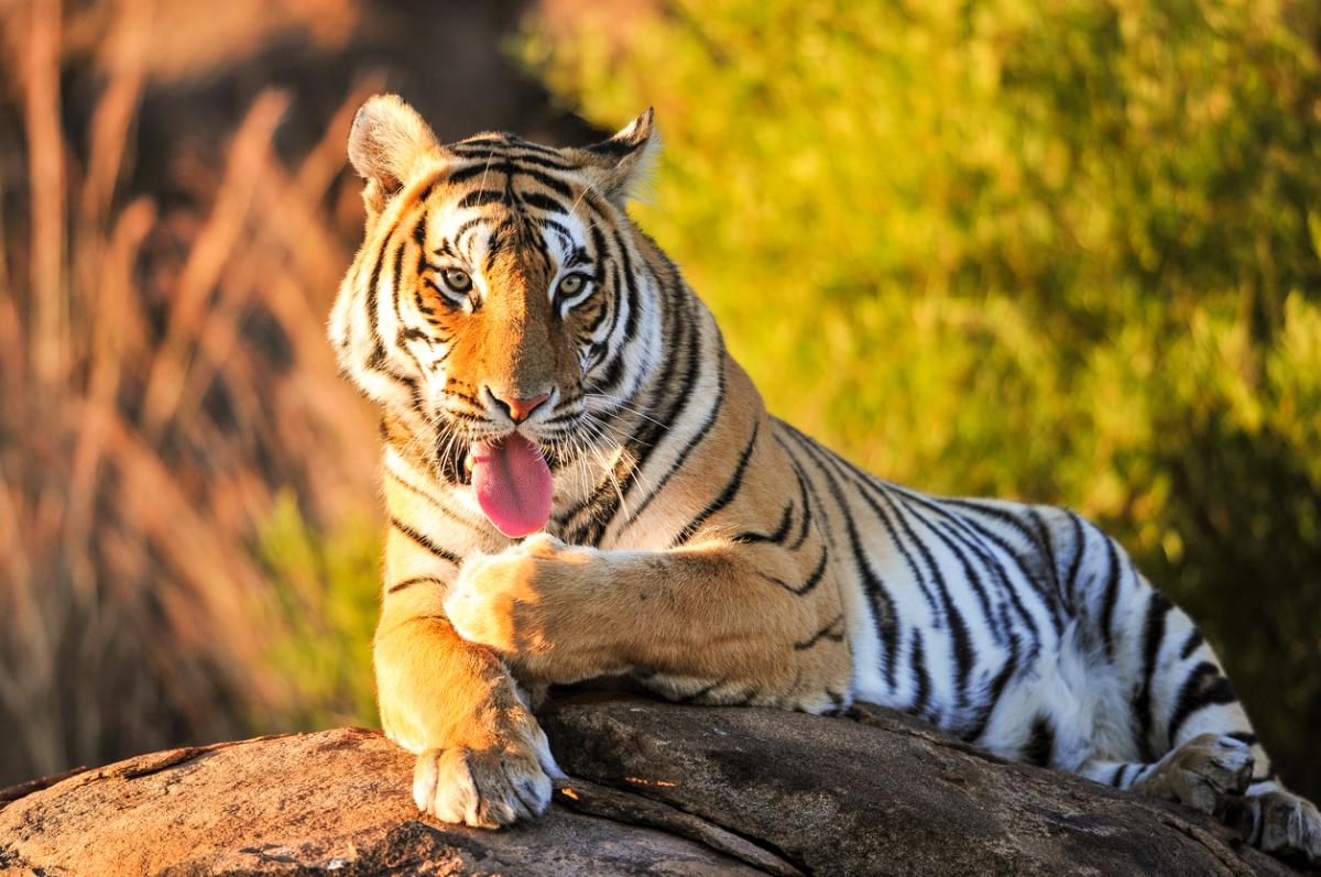 What Does Dreaming About Tigers Mean?