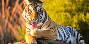 What Does Dreaming About Tigers Mean?