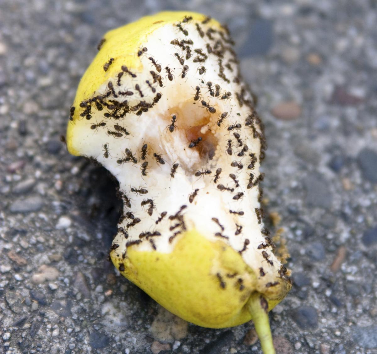 How to kill ants with boric acid
