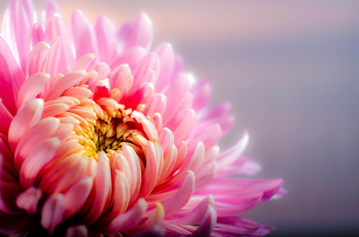 What Are the Best Plants for Good Luck