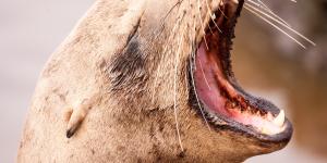 Do Seals Cry?