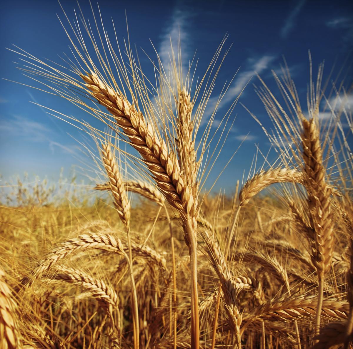 Crops Grown In Rabi Season