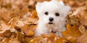 How Many Puppies Can a Maltese Dog Have?