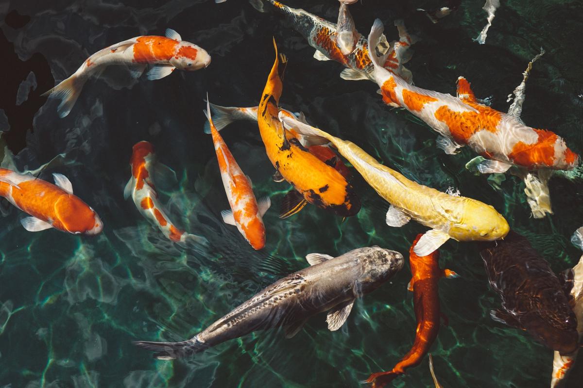 What Does Dreaming About Fish Mean?