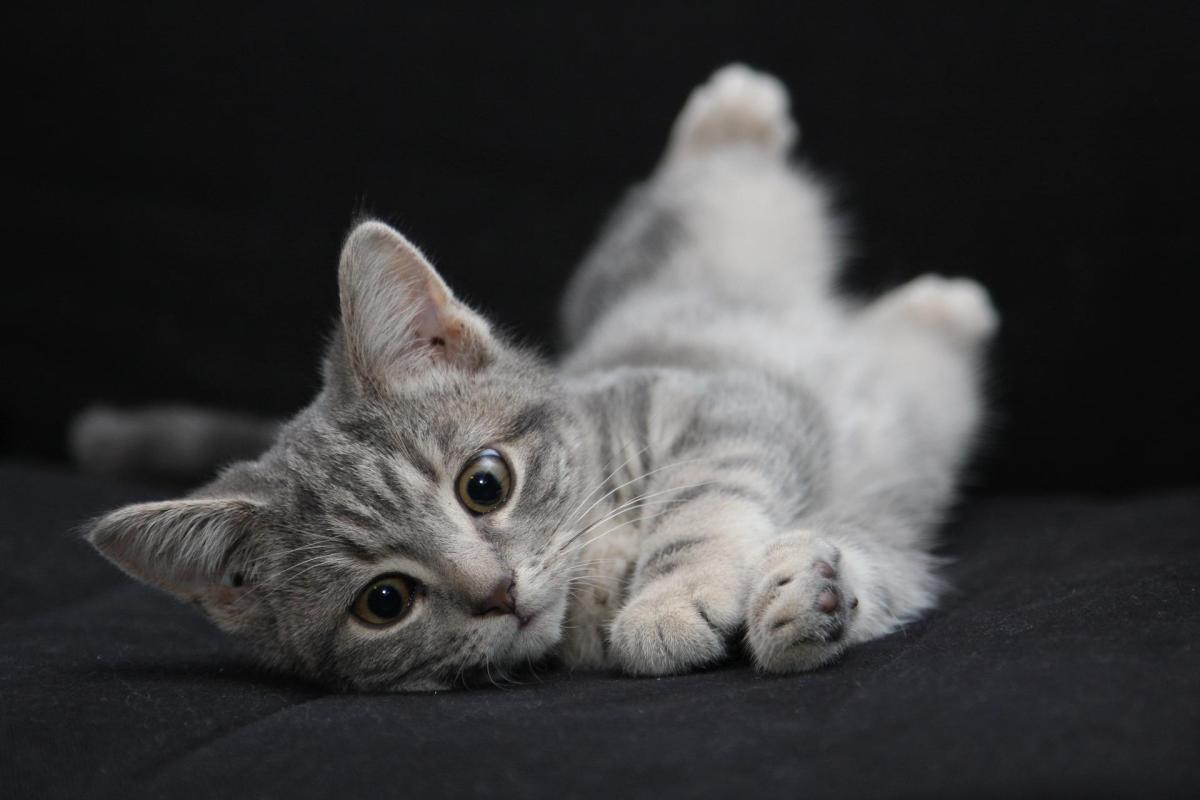 What Do Different Cat Poses Mean