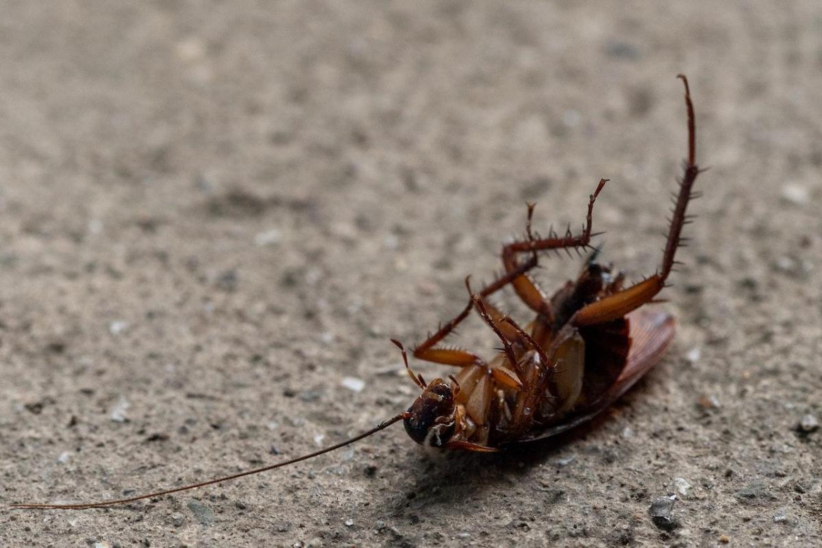 Why Do Roaches Die Upside Down?