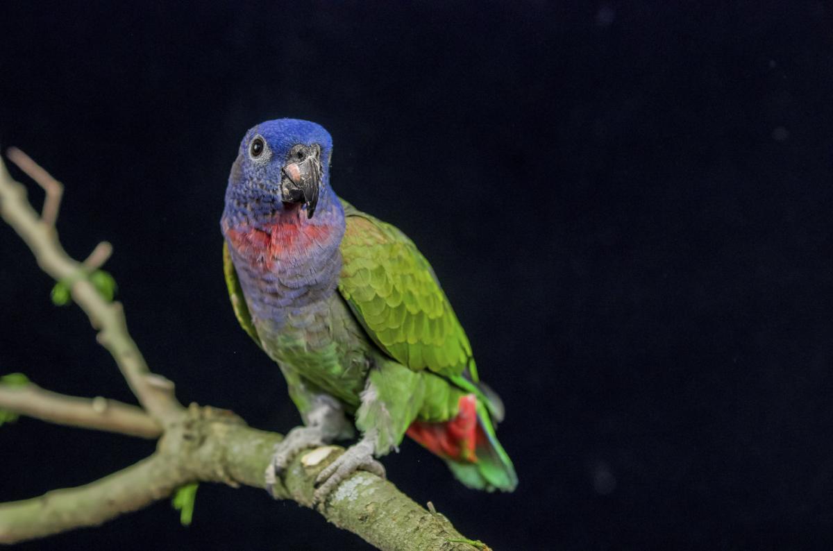 How Do I Know if My Parrot is Male or Female