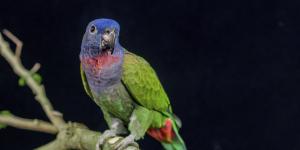 How Do I Know if My Parrot is Male or Female
