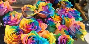 How To Dye Fresh Flowers (roses and carnations)