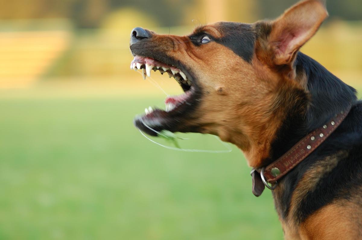 What Do Dog Biting Dreams Mean?