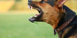 What Do Dog Biting Dreams Mean?