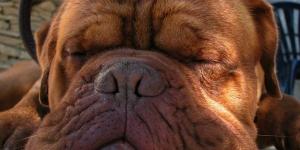 Home Remedies For Deworming And Defleaing Dogs