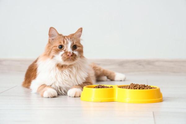 The 8 Best Cat Foods for Allergic Cats (and the Ingredient Checklist That Actually Matters)