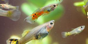 What Can You Do With A Marine Biology Degree