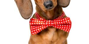 How to Care for a Dachshund Properly