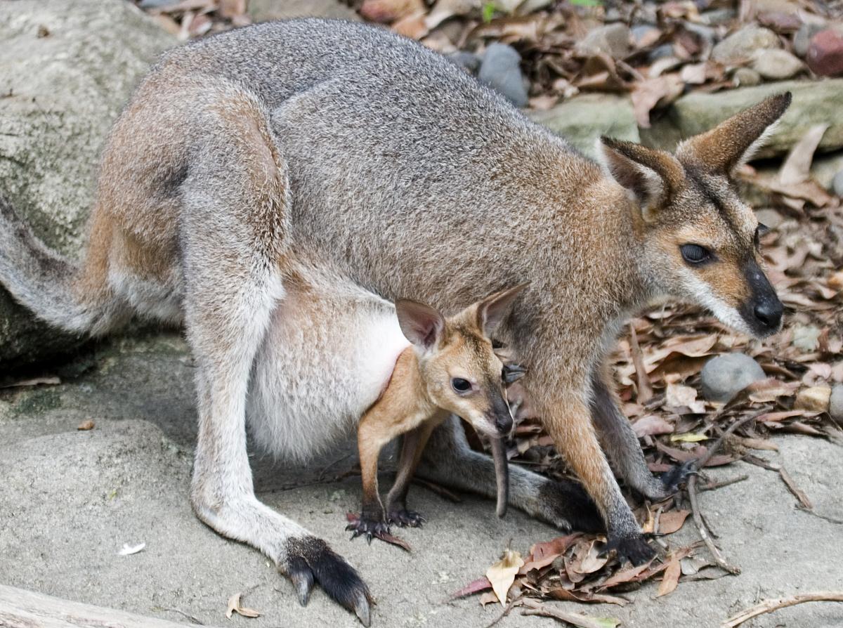 What to Feed a Baby Wallaby