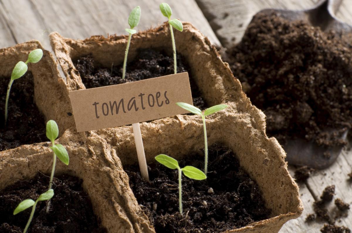 How Do Plants Make their own Food