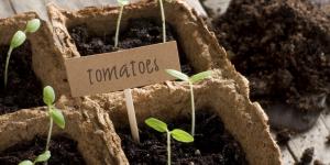 How Do Plants Make their own Food