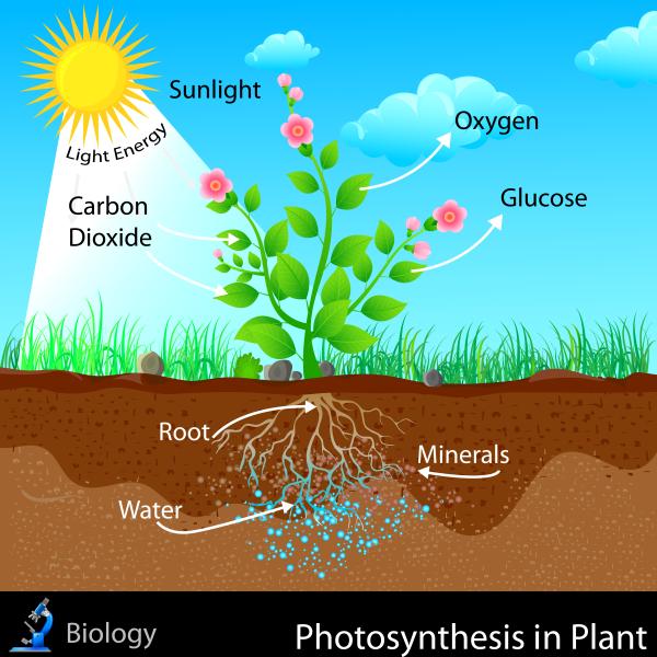 How Do Plants Make their own Food - Things needed by plants to make their own food