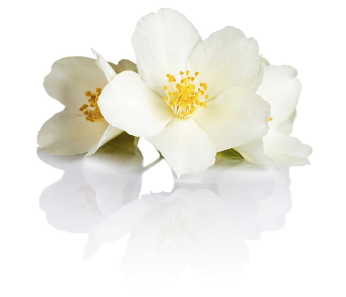 Symbolic And Spiritual Meaning Of Jasmine Flowers