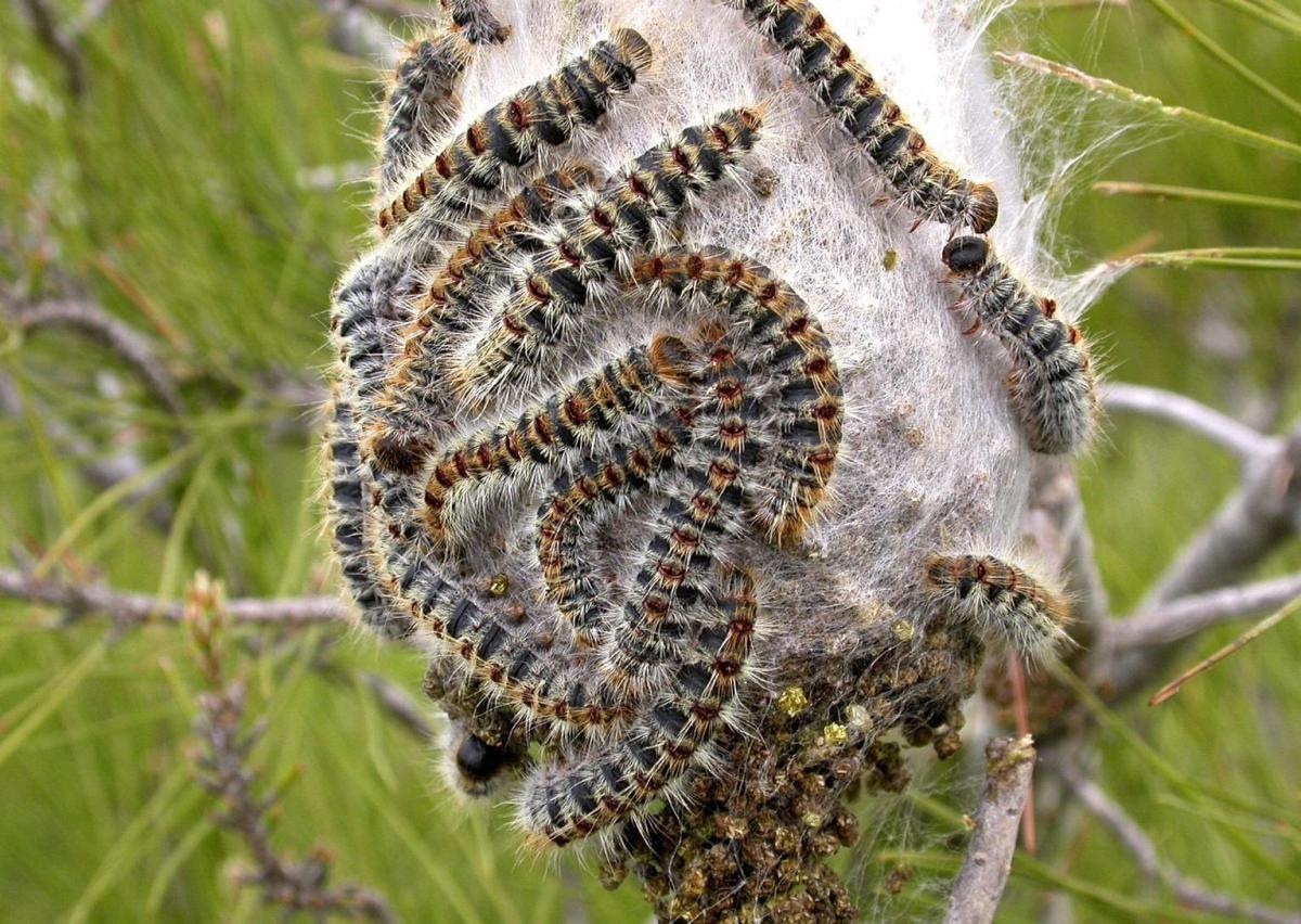 How to Exterminate Pine Processionary Caterpillars