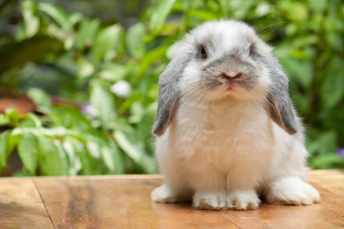 What Causes Hiccups in Rabbits?
