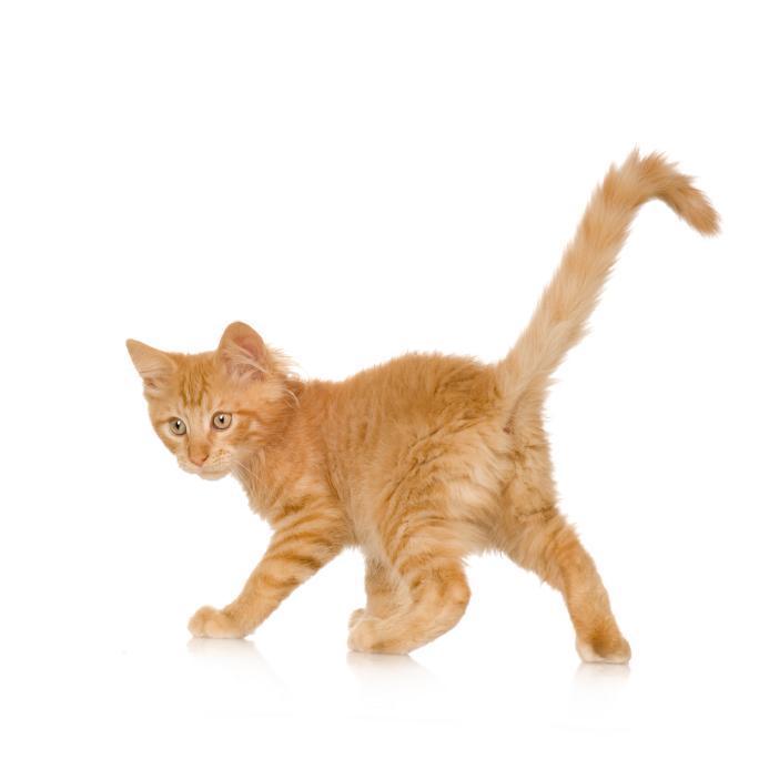 What to feed malnourished kitten outlet