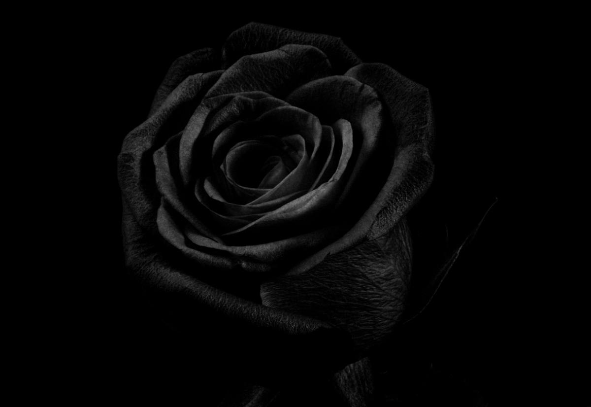 What Does a Black Rose Mean - Symbolic Meaning of Flowers