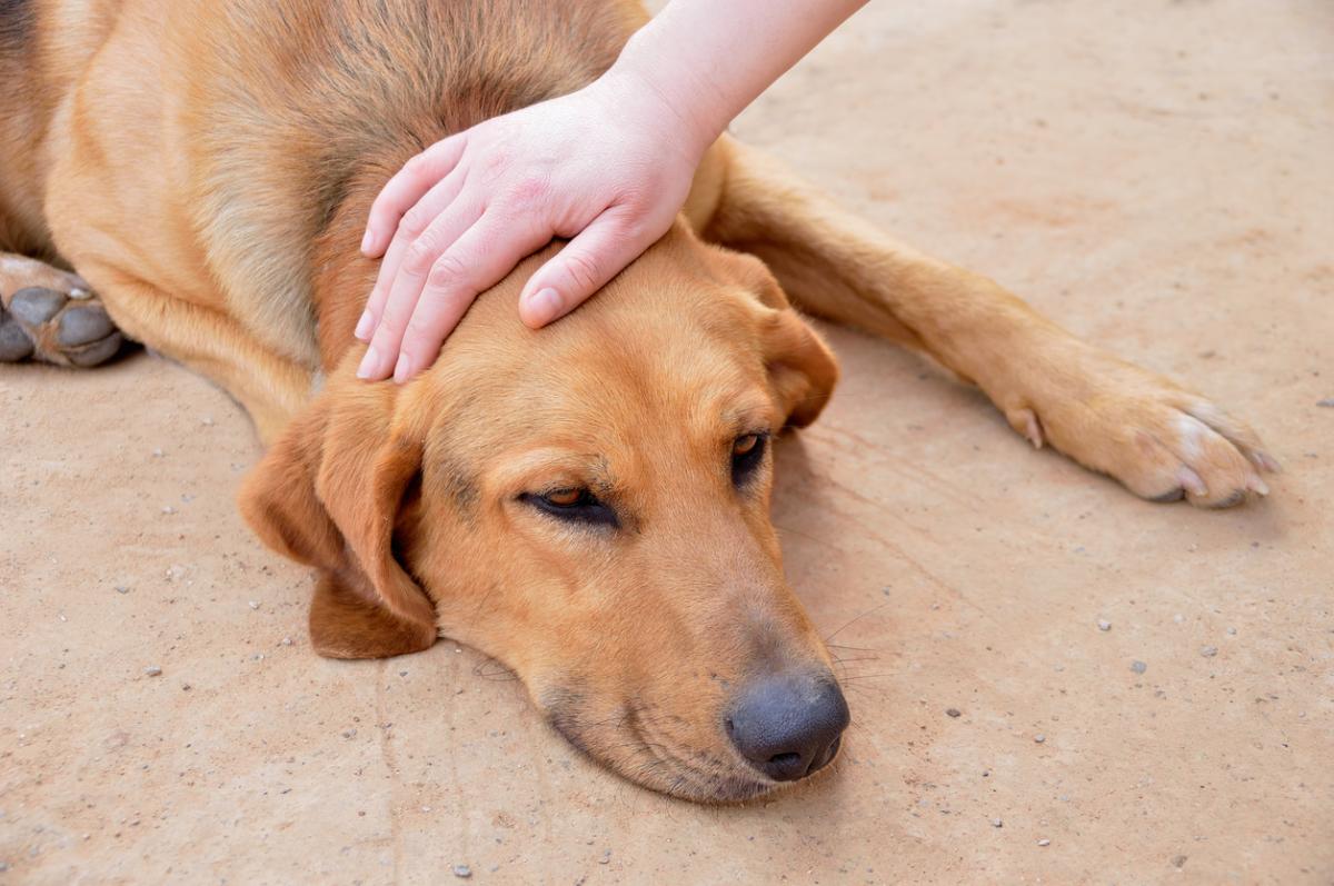 All the Signs of Valley Fever in Dogs