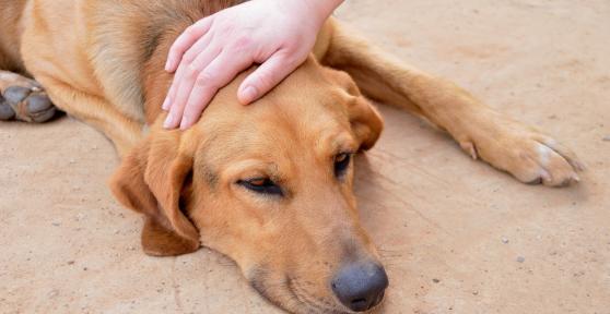 All the Signs of Valley Fever in Dogs