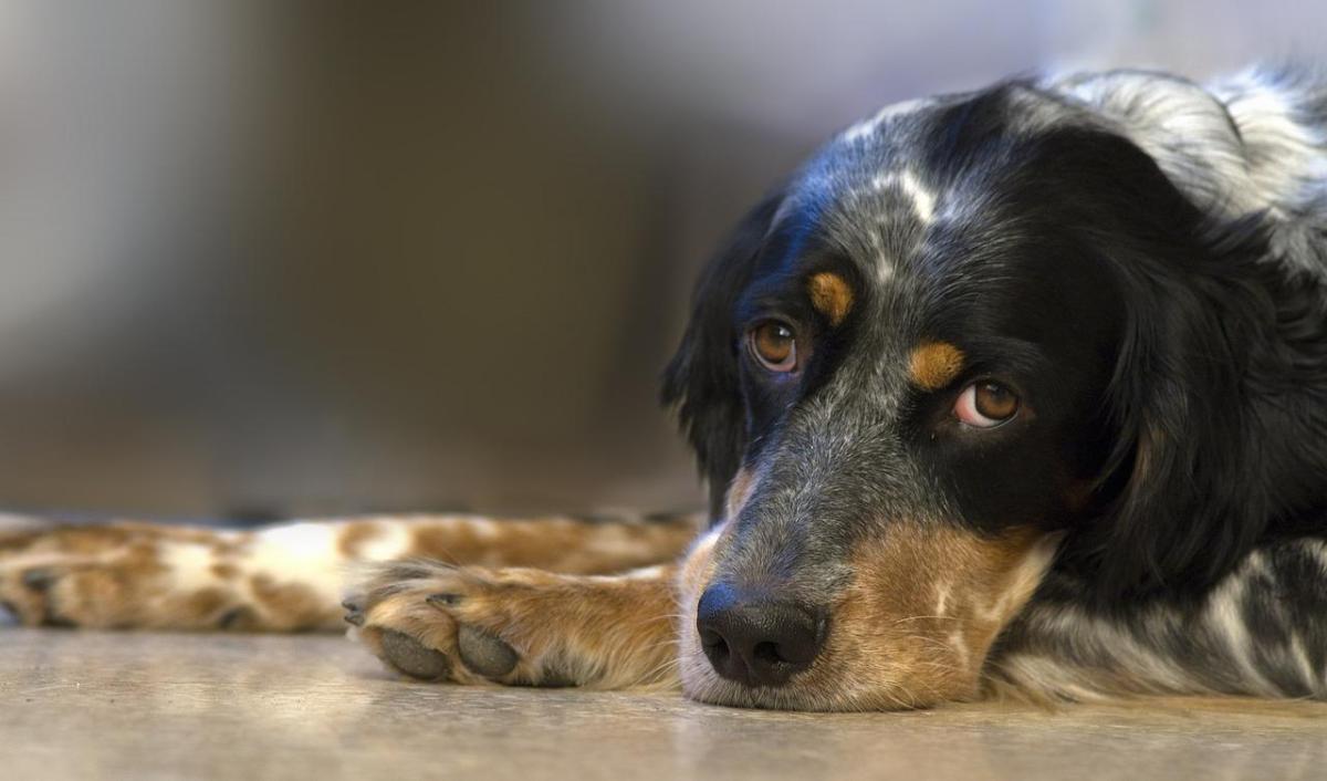 What Can A Dog With Gastritis Eat