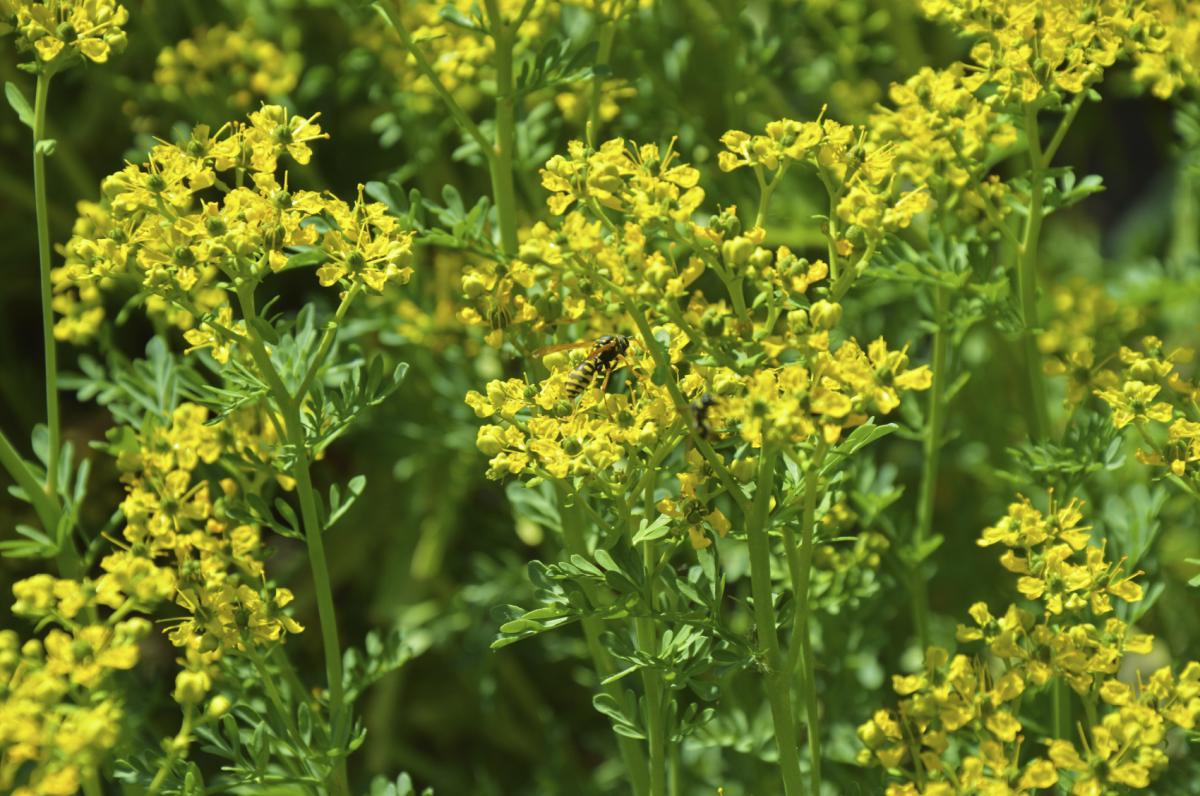 How to Care for a Rue Plant