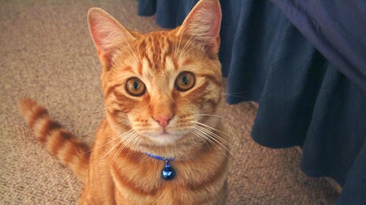 Why You Should Not Put A Bell On Your Cat