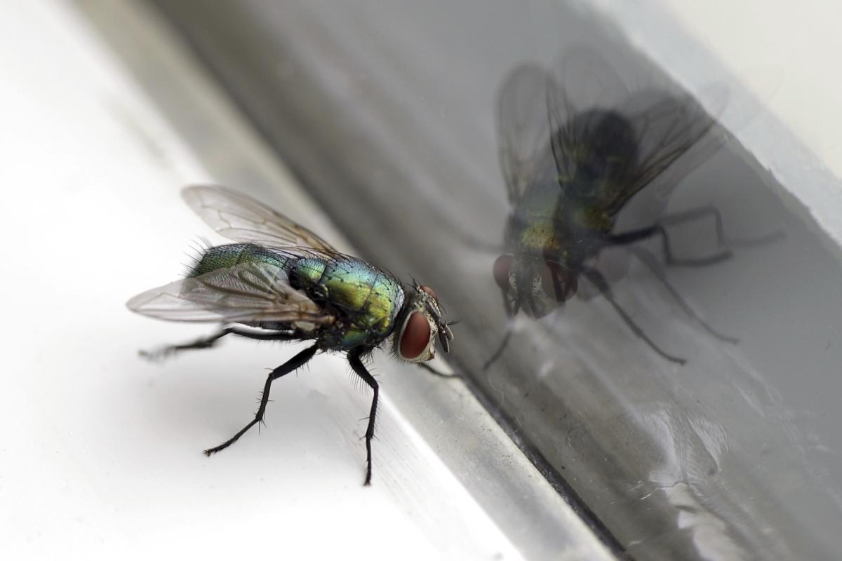 What does Dreaming about Flies Mean?