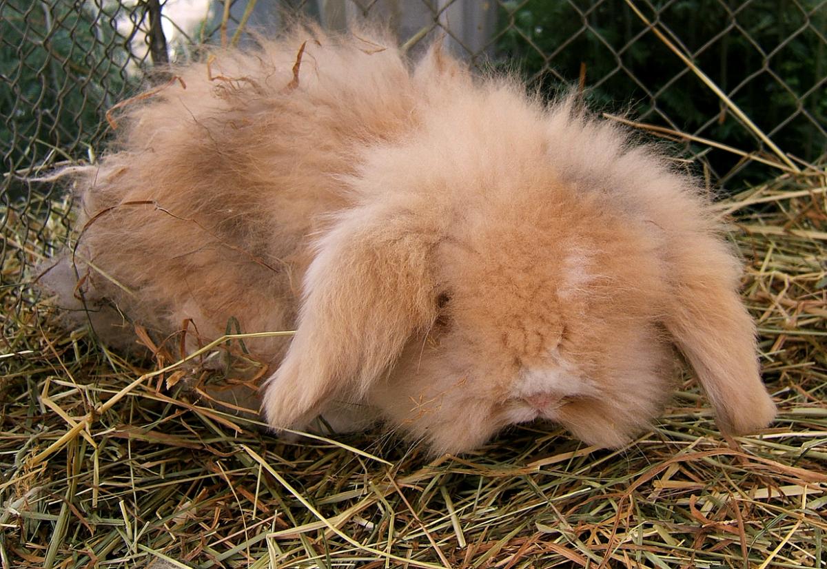 What Is a Belier Bunny