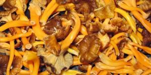 How To Dry Yellow Foot Chanterelle Mushrooms