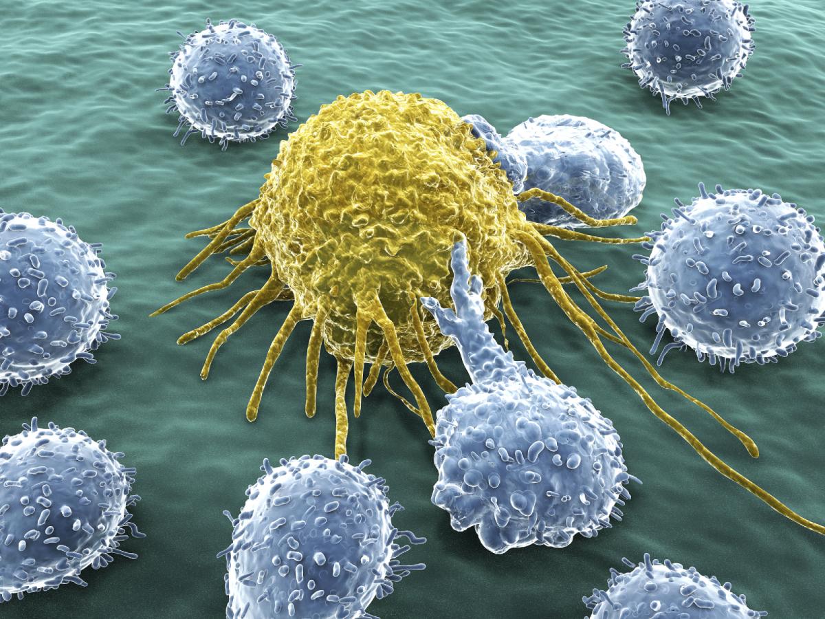 What Does An Elevated Lymphocyte Count Mean