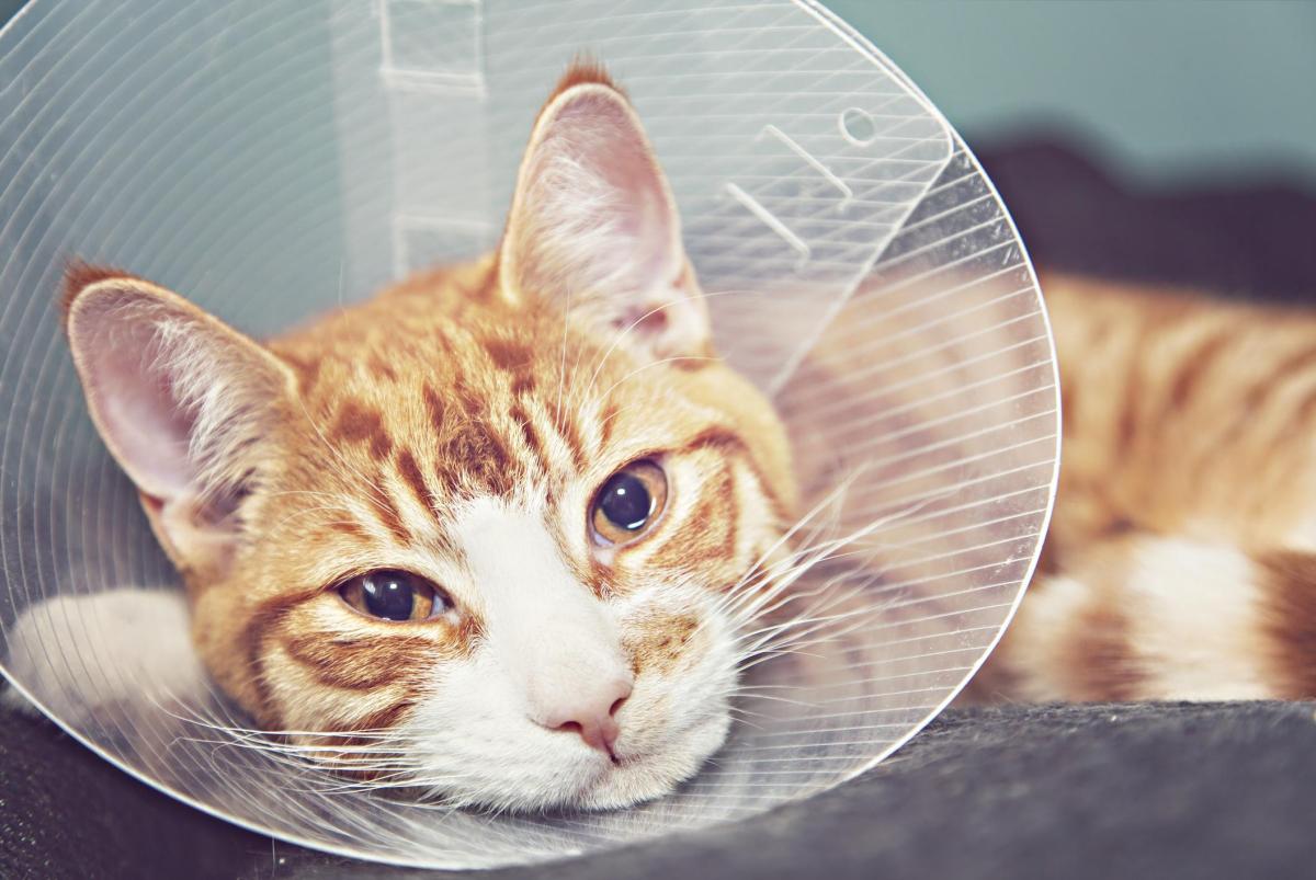 What to Do if My Cat Refuses the Elizabethan Collar?