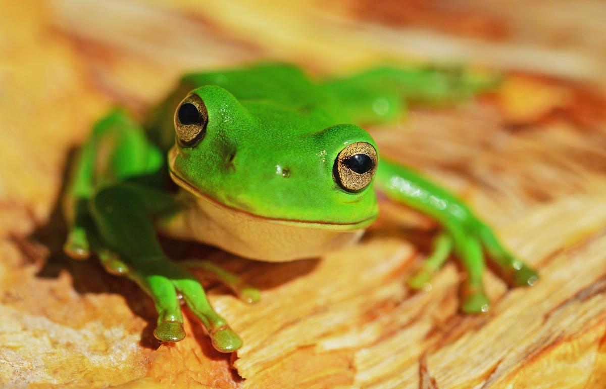 Dreaming About Frogs When Pregnant