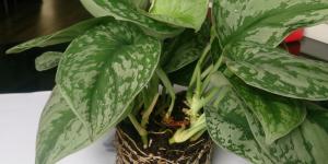 How to Care for Silver Satin Pothos